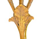 coppia-di-appliques-in-legno-dorato-epoca-impero-inizi-xix-sec