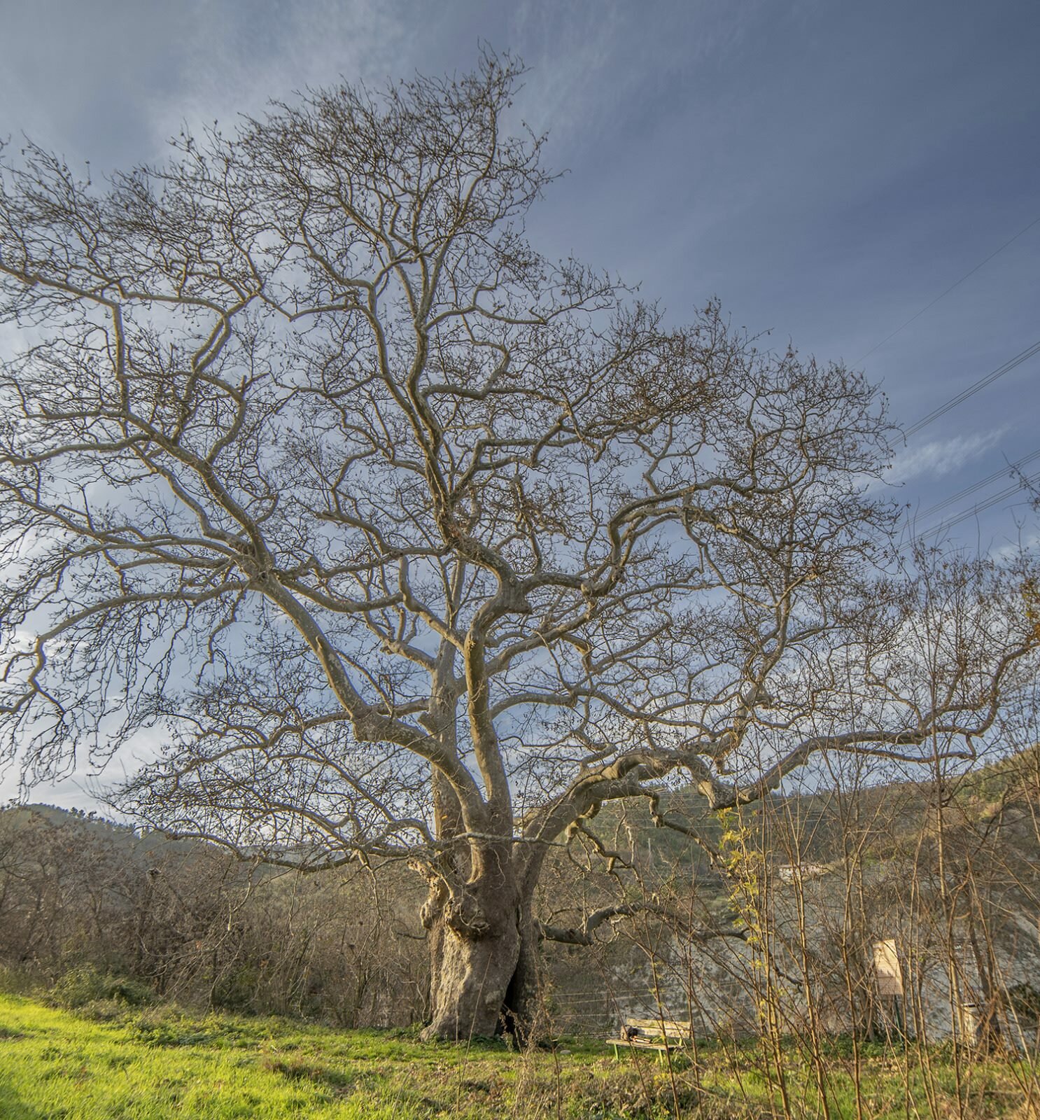 albero-del-piccioni-ascoli-piceno---italian-online-language-2.jpeg albero-del-piccioni-ascoli-piceno---italian-online-language-2.jpeg