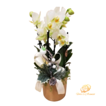 orchidea-phalaenopsis-bianca-con-vaso-dorato