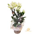 orchidea-phalaenopsis-bianca-con-vaso-in-ceramica-decorato