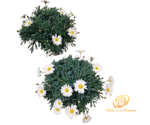 margherita-bianca-compatta-14-cm