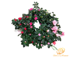 eleganza-e-passione-azalee-5-colori-carnaval
