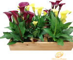 calla-eleganza-a-scelta-13-cm