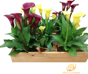 calla-eleganza-a-scelta-13-cm