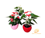 anthurium-cuore-in-ceramica