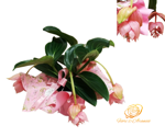 medinilla-bellezza-concentrata