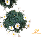 margherita-bianca-compatta-14-cm