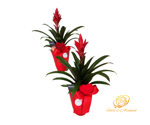 pianta-di-guzmania-con-vaso-promette-durata-e-bellezza