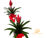 pianta-di-guzmania-con-vaso-promette-durata-e-bellezza