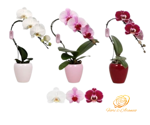 orchidea-phalaenopsis-cascade-un-tocco-di-raffinatezza-e-colore