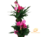 elegante-calla-fucsia-15-cm
