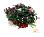 eleganza-e-passione-azalee-5-colori-carnaval