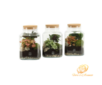 terrarium-il-tuo-giardino-segreto