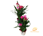 elegante-calla-fucsia-15-cm