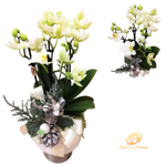 orchidea-phalaenopsis-bianca-con-vaso-in-ceramica-decorato