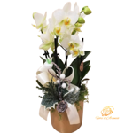 orchidea-phalaenopsis-bianca-con-vaso-dorato