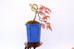 hugo-erable-du-japon-cascade-ref-acer-36