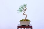 thimote-pin-sylvestre-ref-pin-55