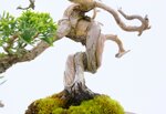 jean-charles-shohin-itoigawa-ref-juni-41