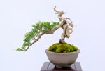 jean-charles-shohin-itoigawa-ref-juni-41