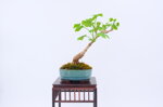 jessica-ginkgo-ref-gin-06
