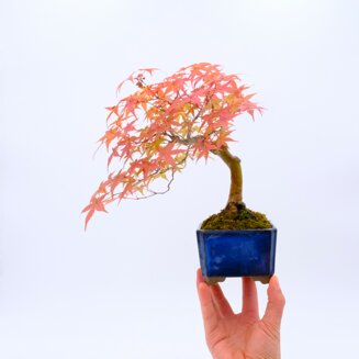 cool bonsai tree Bonsai