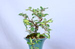 coralie-eleagnus-cascade-ref-elea-40