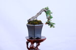 boris-mini-cotoneaster-cascade-ref-coto-89