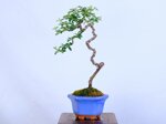 paul-cotoneaster-en-lettre-ref-coto-97