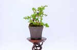 salome-meleze-du-japon-demi-cascade-ref-lari-41