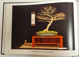 bonsai culture livre (3).jpeg