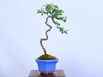 paul-cotoneaster-en-lettre-ref-coto-97