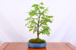 patrick-zelkova-en-balai-ref-zelk-10