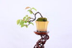 daphne-pseudocydonia-cascade-ref-pseu-14