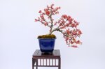 valentine-berberis-han-kengai-ref-berb-01