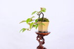 daphne-pseudocydonia-cascade-ref-pseu-14