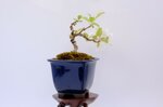 edwina-mini-pommier-a-fleurs-ref-malu-17