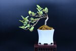 pauline-eleagnus-demi-cascade-ref-elea-26
