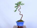 paul-cotoneaster-en-lettre-ref-coto-97