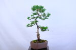 marie-christine-cypres-hinoki-moyogi-ref-hino-09
