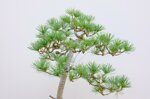 jacky-pin-blanc-du-japon-triple-tronc-ref-pin-28