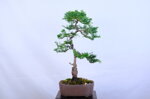 marie-christine-cypres-hinoki-moyogi-ref-hino-09