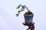 boris-mini-cotoneaster-cascade-ref-coto-89