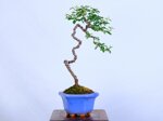 paul-cotoneaster-en-lettre-ref-coto-97