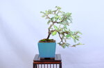 marge-eleagnus-cascade-ref-elea-38