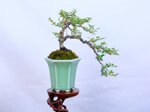 isabelle-cotoneaster-cascade-ref-coto-94