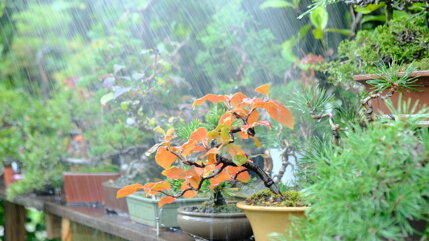 2022 10 octobre bonsais au jardin (3).jpeg