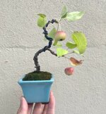 louisa-mini-pommier-ref-malu-14