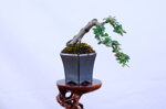 boris-mini-cotoneaster-cascade-ref-coto-89