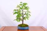 patrick-zelkova-en-balai-ref-zelk-10